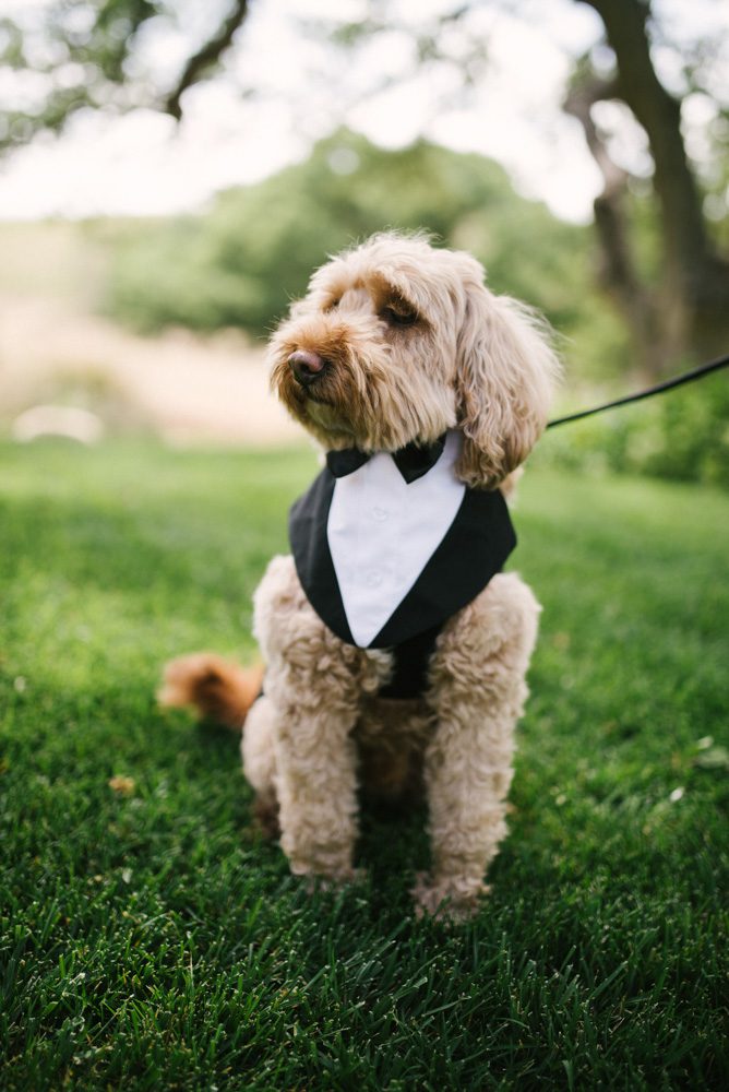 wedding puppy outfit