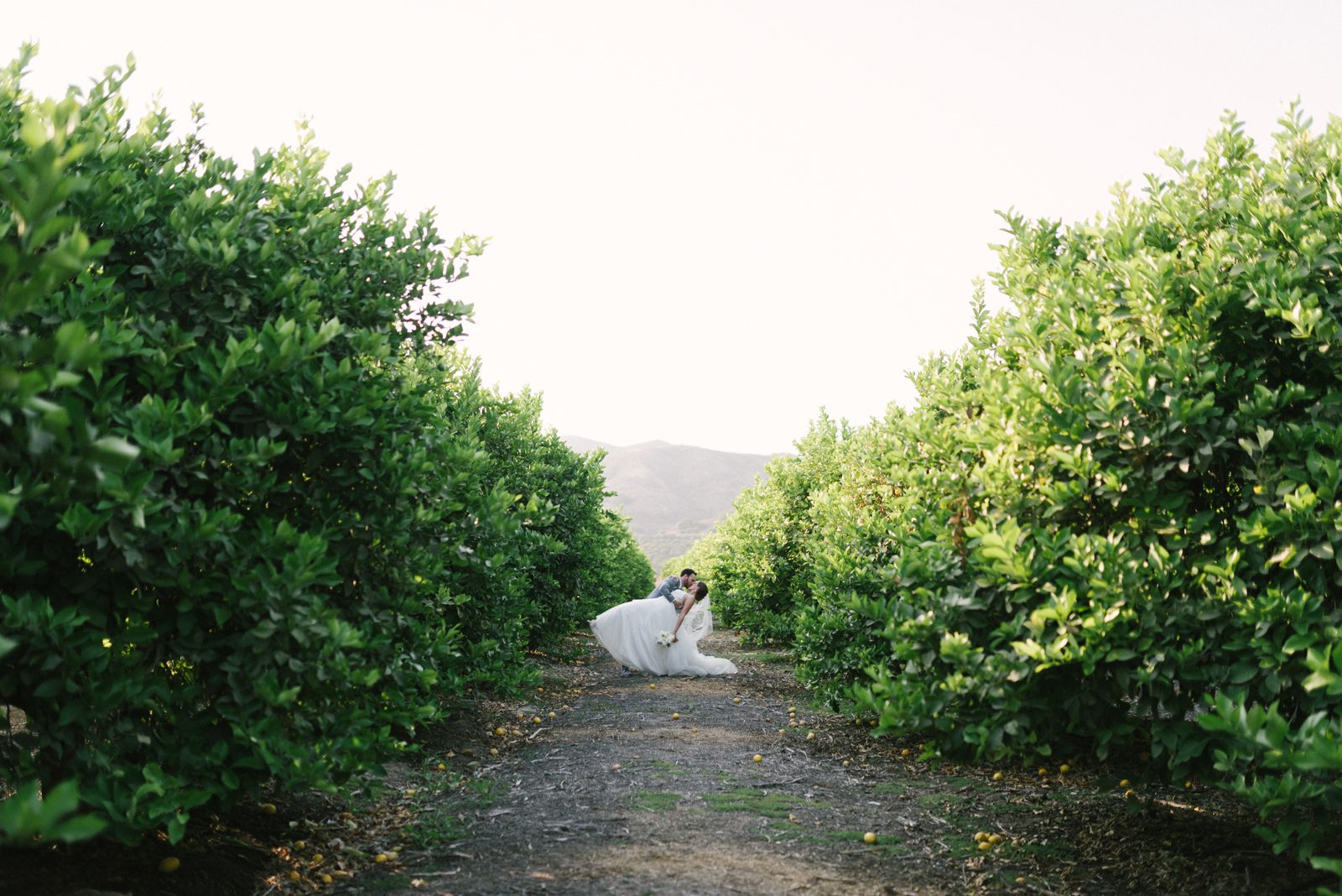 Bride and groom in grove at Limoneira Ranch Wedding by Paso Robles Wedding Photographer Yvonne Goll Photography